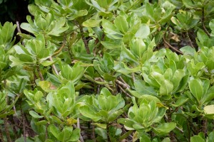 Green Plant   Kauai Hawaii 0903